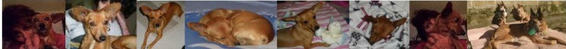 JERRY : Chihuahua croisé Pinscher Nain, 2 ans 6 mois (Rhône-Alpes) Test_s12
