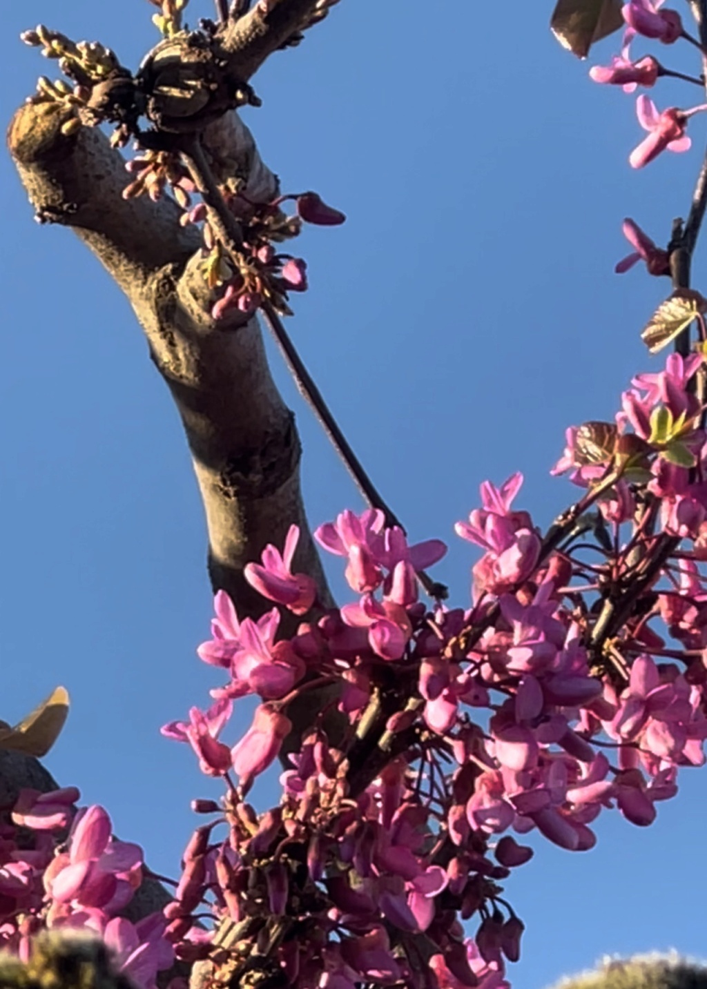 Árbol en flor color rosa. 404cbe10