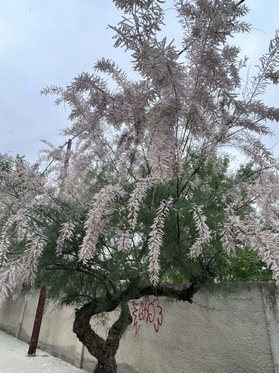 Árbol en floración tipo colgante  6ca37810