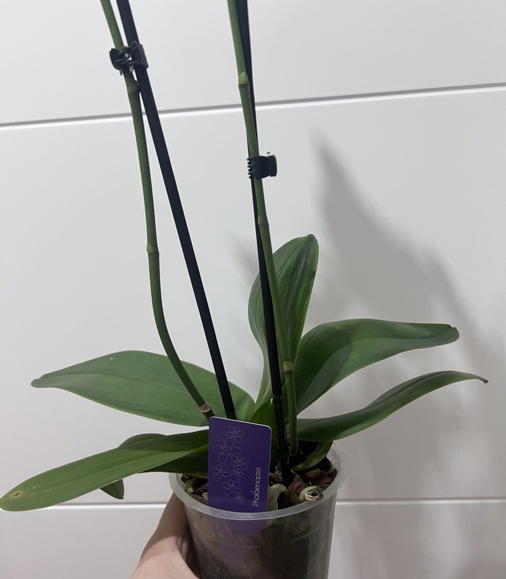Nuevo en Phalaenopsis. Img_8016