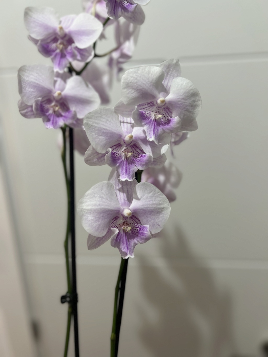 Nuevo en Phalaenopsis. Img_8019