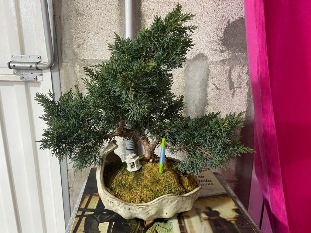 Presentación Juniperus 17 años con musgo y duda Bonsai14