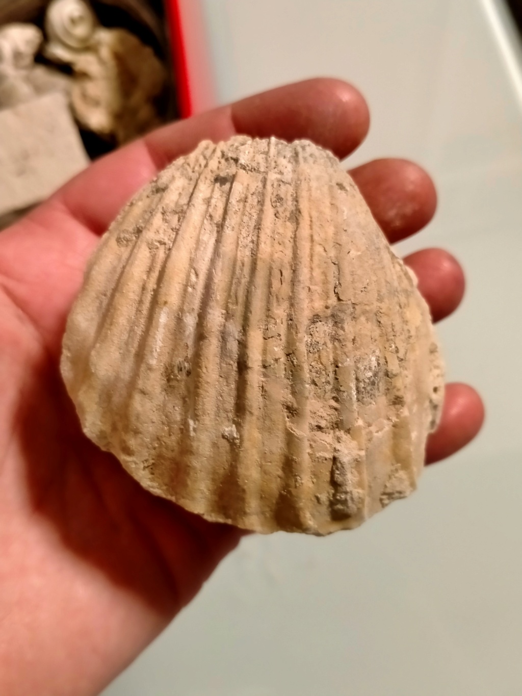 Mioceno en Alicante Img20216