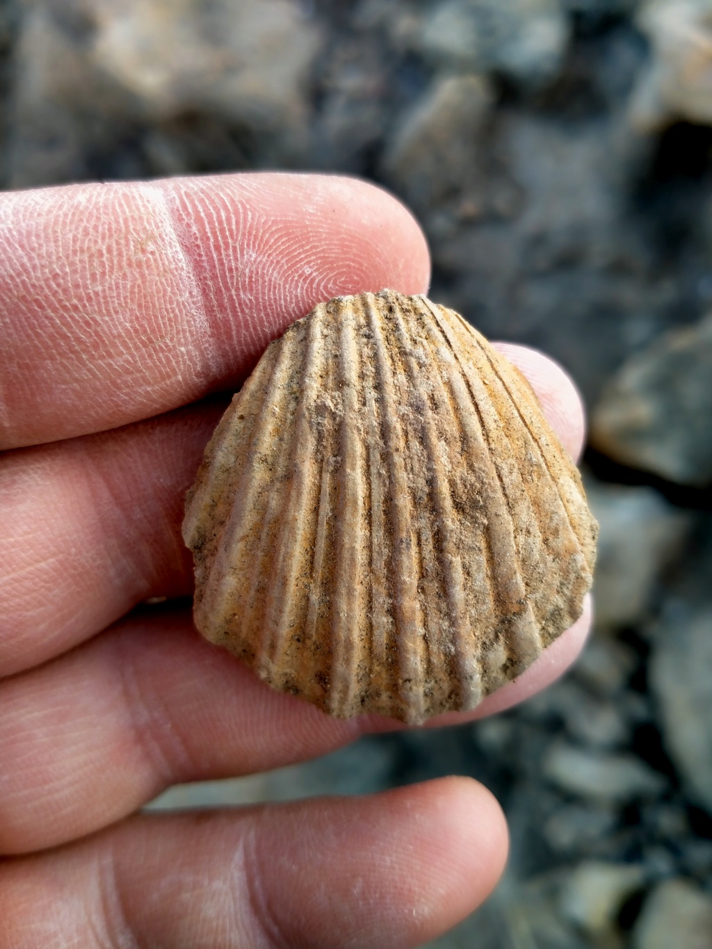 Mioceno en Alicante Img20228