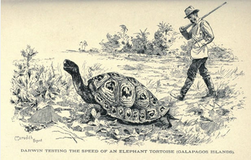 History of the Tortoise Screen41