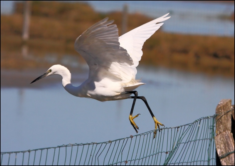 Le Teich (22-09-2013) Aigret11