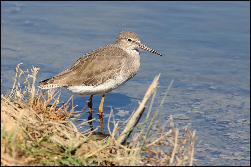 Photos de Fisher24 : maj du 20/01/16 (Le Teich) - Page 17 Cheval13