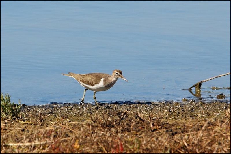 Photos de Fisher24 : maj du 20/01/16 (Le Teich) - Page 17 Cheval14