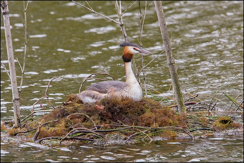 Photos de Fisher24 : maj du 20/01/16 (Le Teich) - Page 20 Img_6013