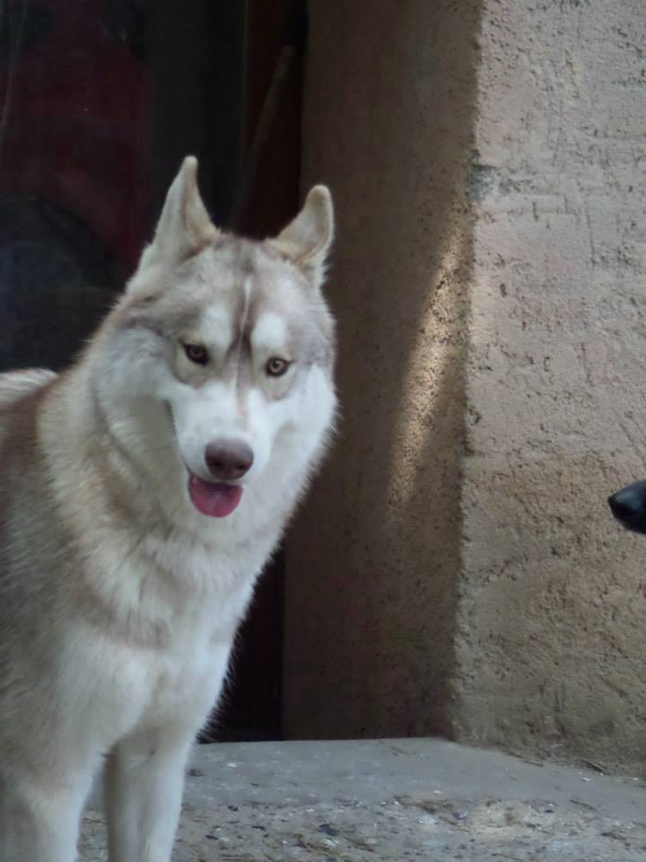 TRES URGENT! IDJI Sibérian Husky mâle né le 07/05/2013 Part60 ADOPTE Idji_m10