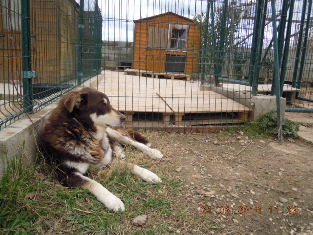 Urgent pour SCOTT - x husky 10 ans  (8 ans de refuge)    - ASCPA à Perpignan (66) Scott_12