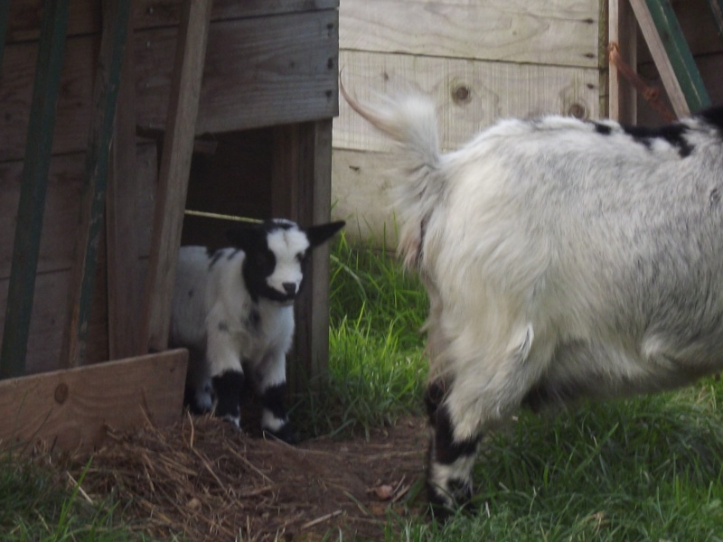 le bébé d'emilia Sabche14