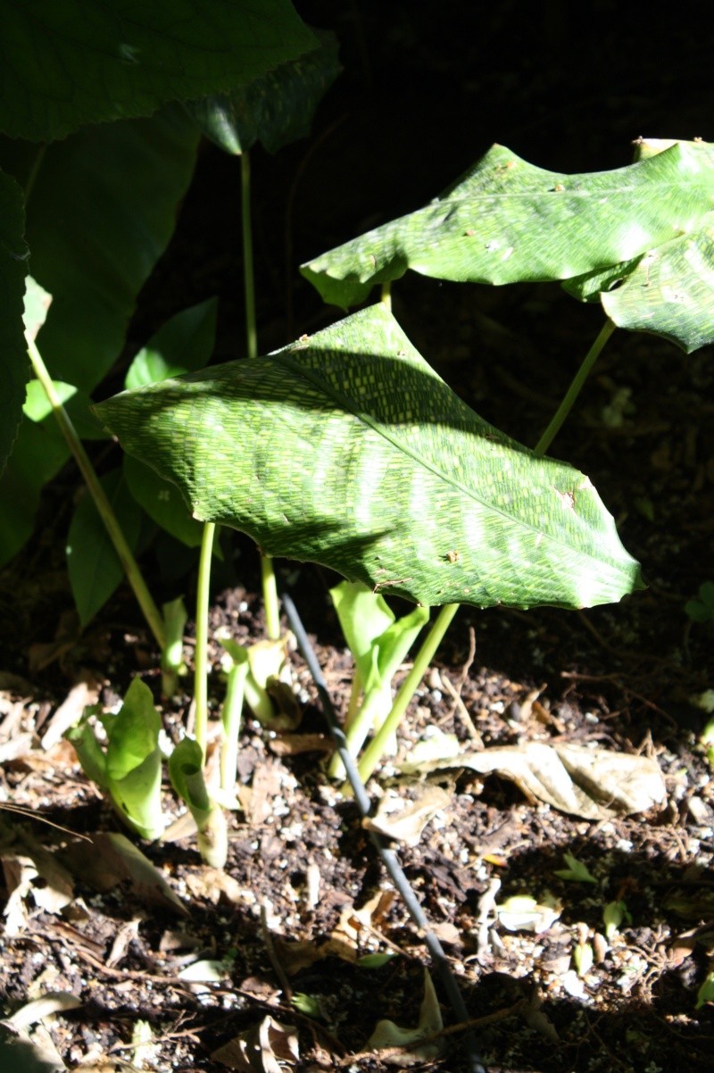 Identification ---> Calathea Lutea Calath10