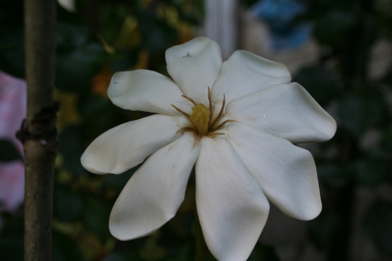 gardenia?,,? Garden10