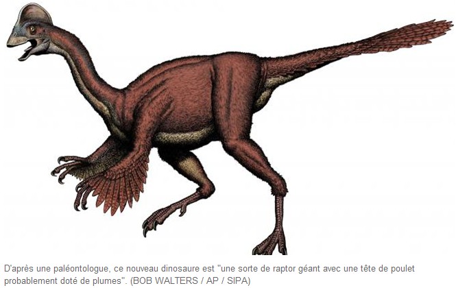 Découverte d'un dinosaure à plumes semblable à un poulet géant (FrancetvInfo) Dinosa10
