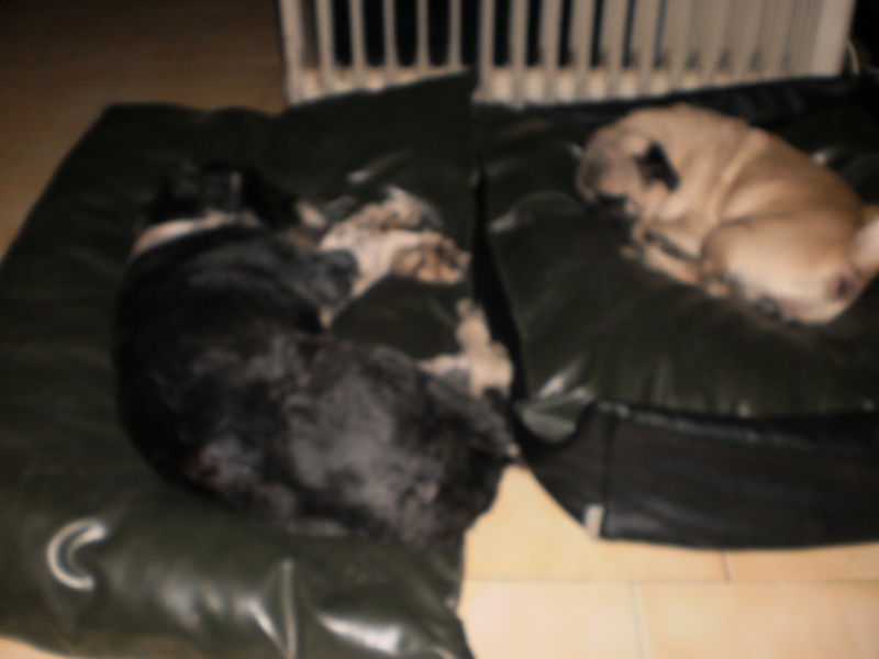 DISCUSSIONS CHIENS de toutes races - Page 3 Pr_pie12