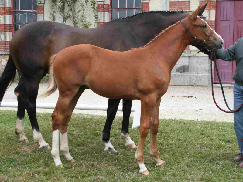 NHS - Foals Femelles (Qualificative JSF) Une_gi10