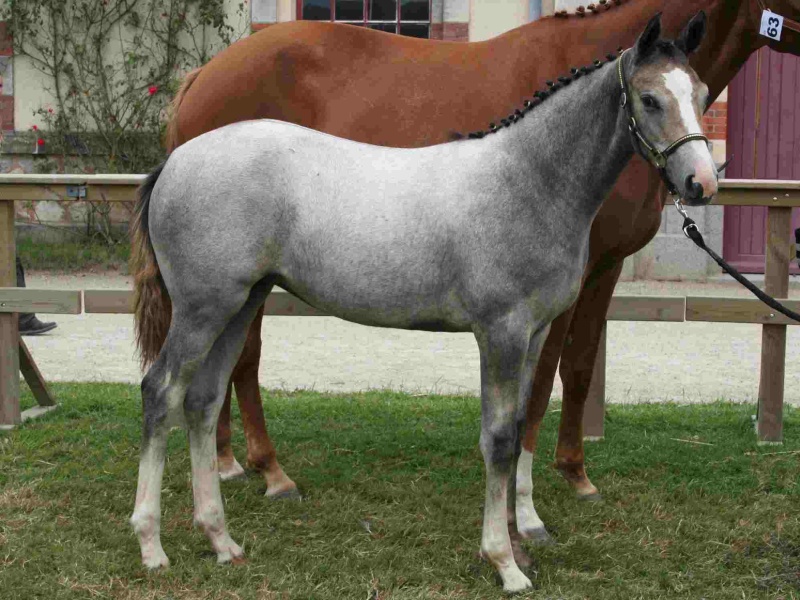 NHS - Foals Femelles (Qualificative JSF) Uzara_10