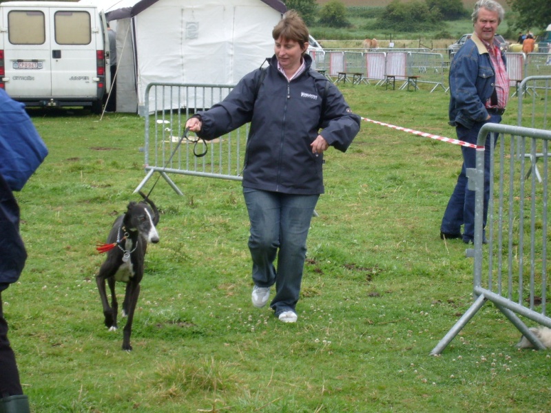 Des galgos en expo en Belgique 10080814