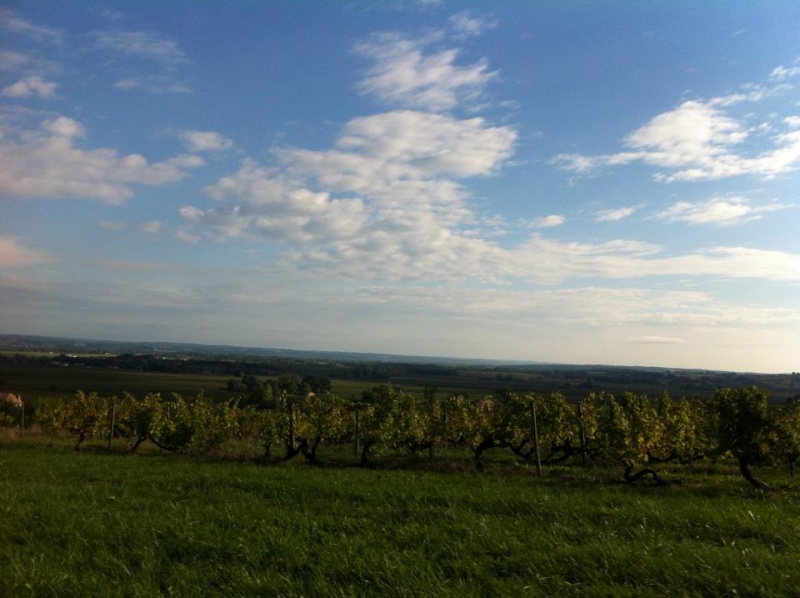 Ballade dans le Bergeracquois entre forêt et vigne 13782411