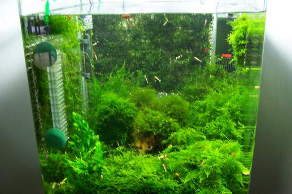 mon Nano 60 litres Nano_013