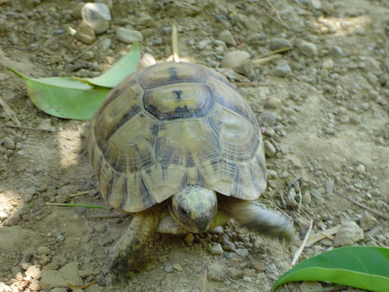 présentation de bella (tortue greaca) Dsc00014