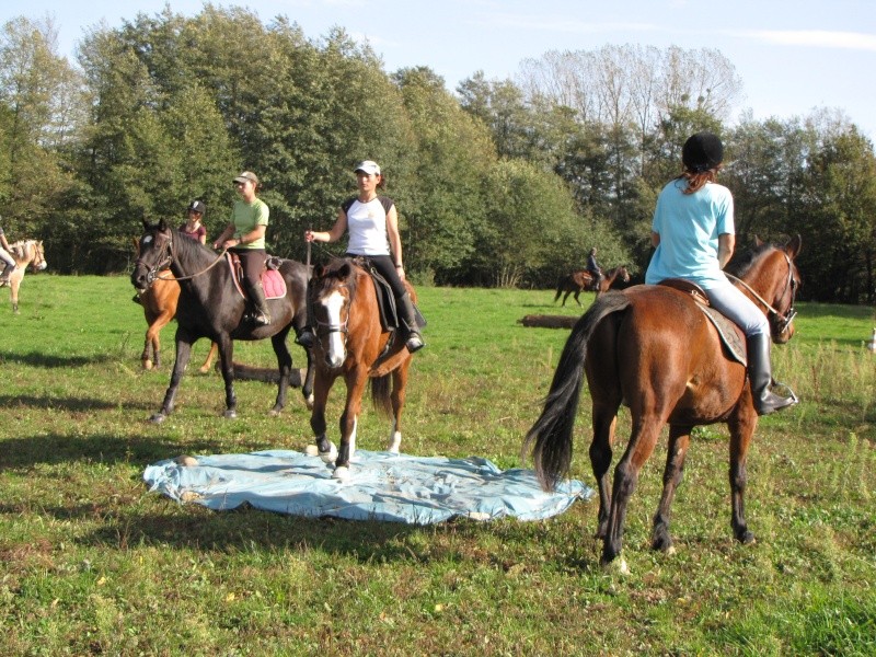 Journée entraînement TREC entre particuliers - Décalée au samedi 26 !!! - Page 4 Img_1912