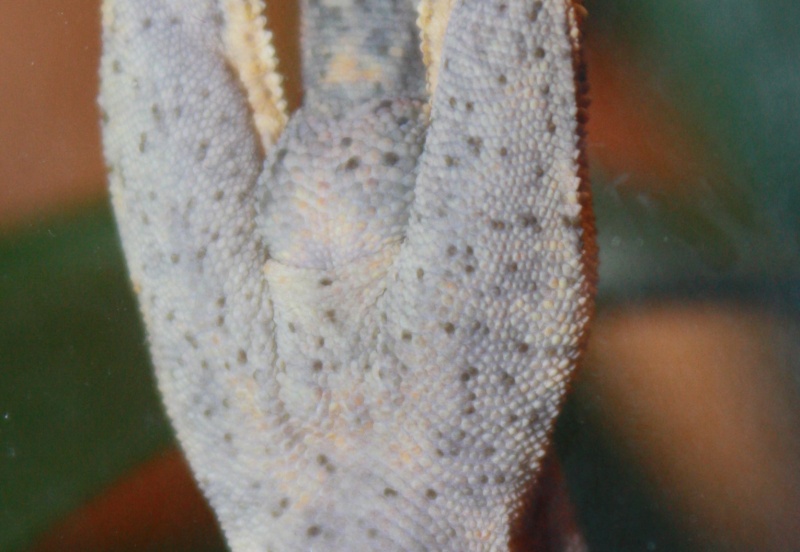 Sexage Rhacodactylus ciliatus Img_0816