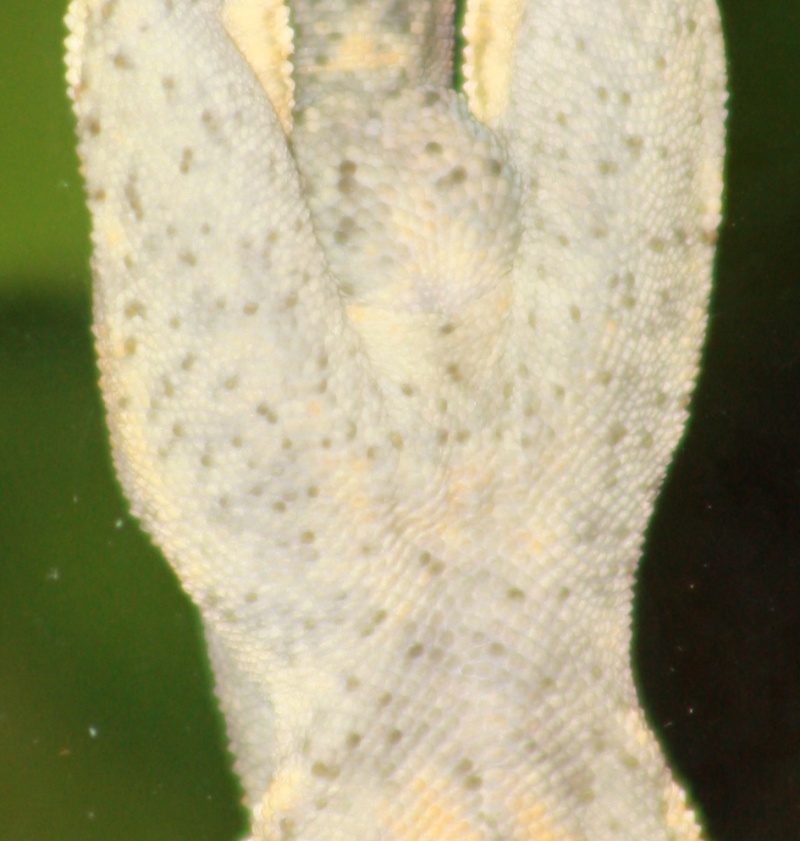Sexage Rhacodactylus ciliatus Img_0819