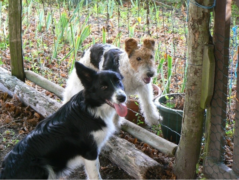 Le "Border" , un chien très actif !! (mouais!) Duo10