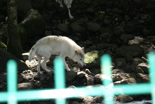 photo des loups au parc d'orlu Dsc02413