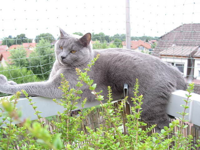 Série "Vos chats , ils dorment où ?" - Page 23 Balcon10