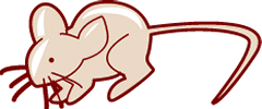 Les Rat-Bougris
