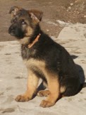 Chiots Berger Allemand LOF des Monts Eternels, cuvée 2013 I... Dsc_0511