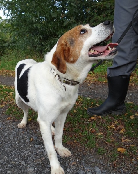 PERDU du côté de Marquise dpt 59..........CAMERON - beagle 4 ans - Asso Vagabond  Dsc02017