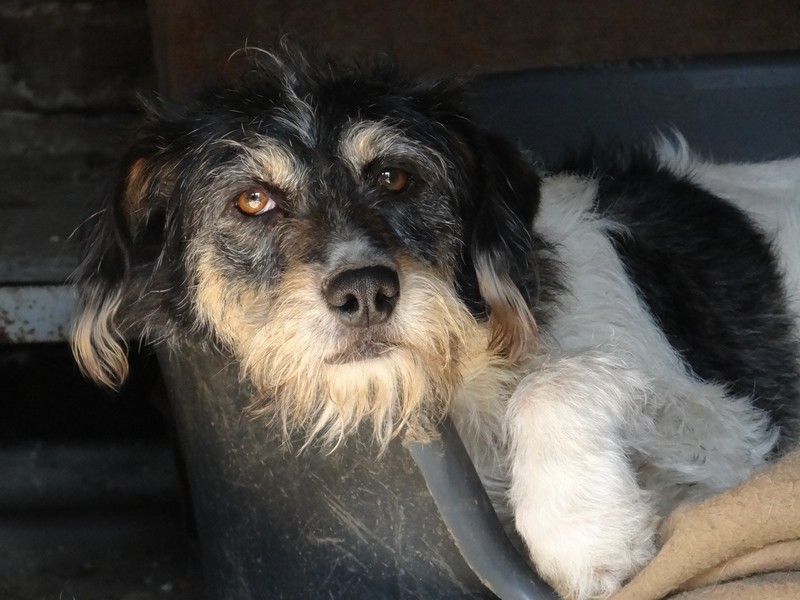 ALSA chienne x terrier  4 ans  "vagabond " Dsc04024