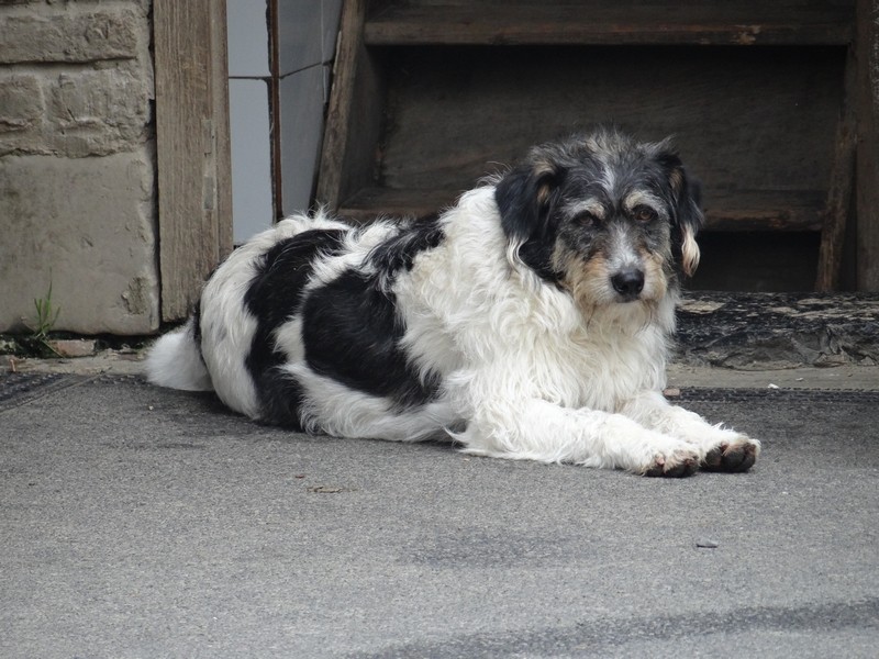 ALSA chienne x terrier  4 ans  "vagabond " Dsc04710
