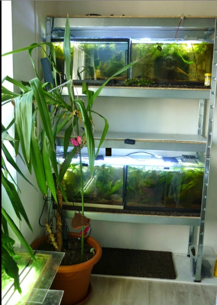 ma nouvelle fishroom Bettag13