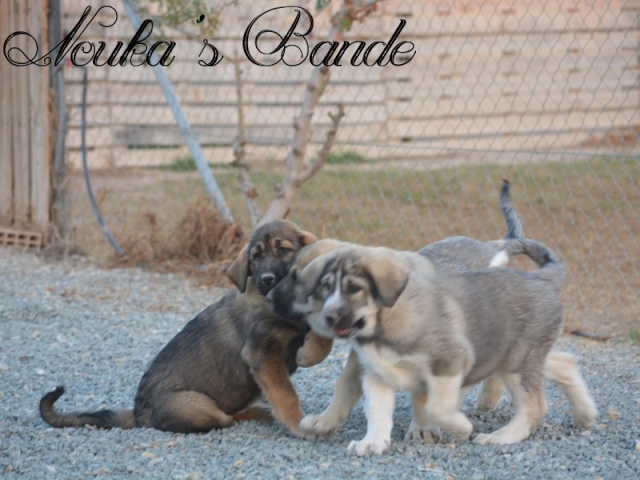 3 petits nouveaux Chiots12