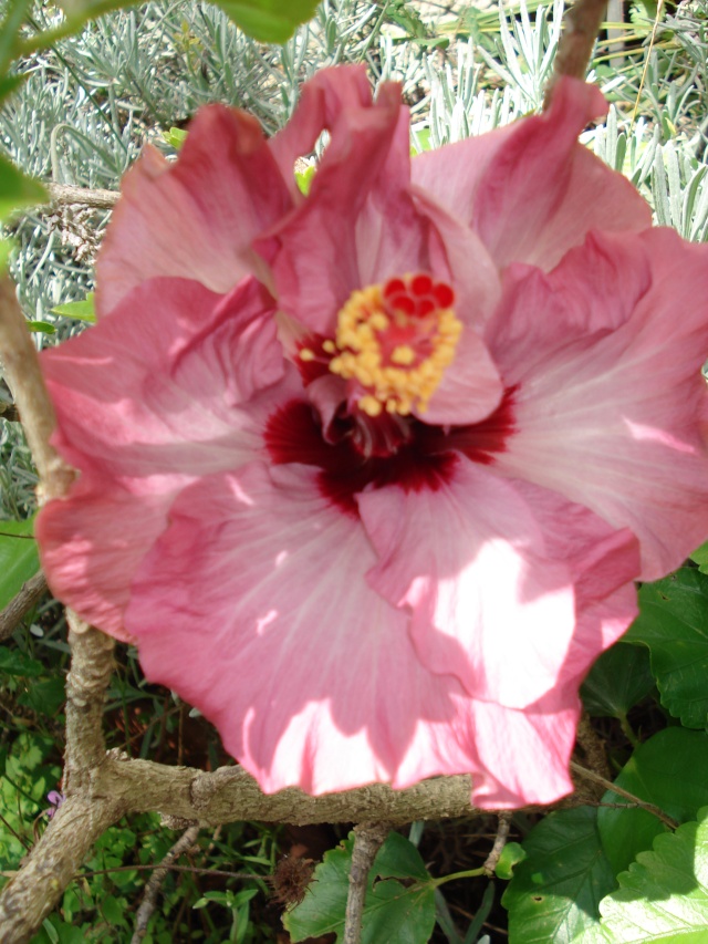 mes hibiscue adorés - Page 4 Jardin10