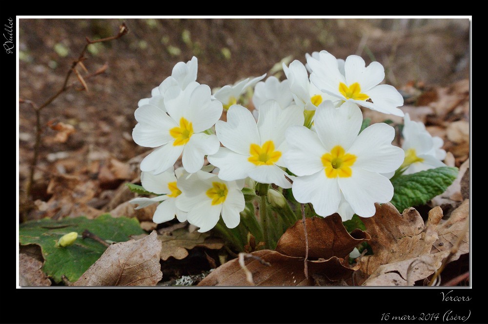 Un scille pas comme les autres 14-03-33