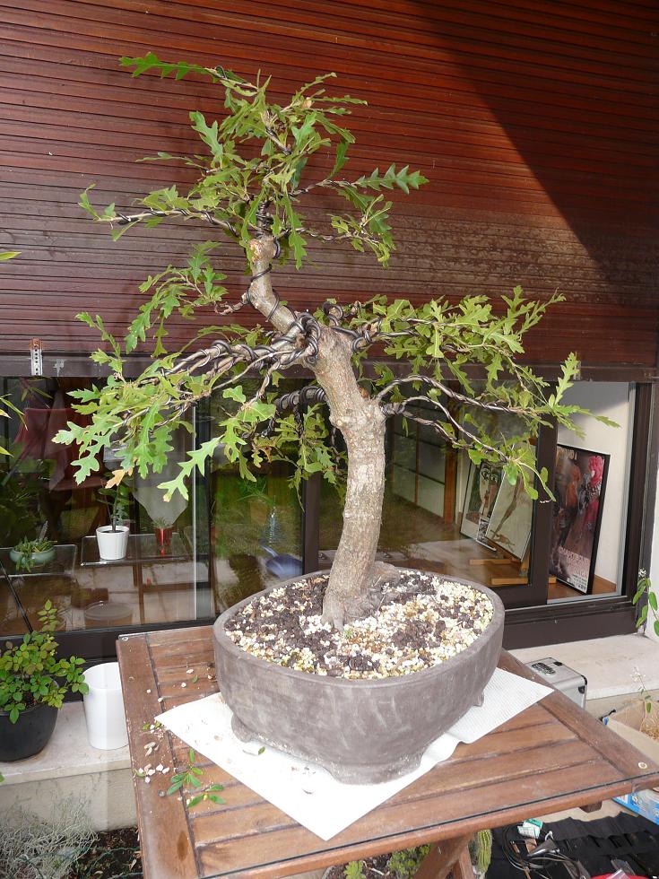 Chene de chez Galinou P1070918
