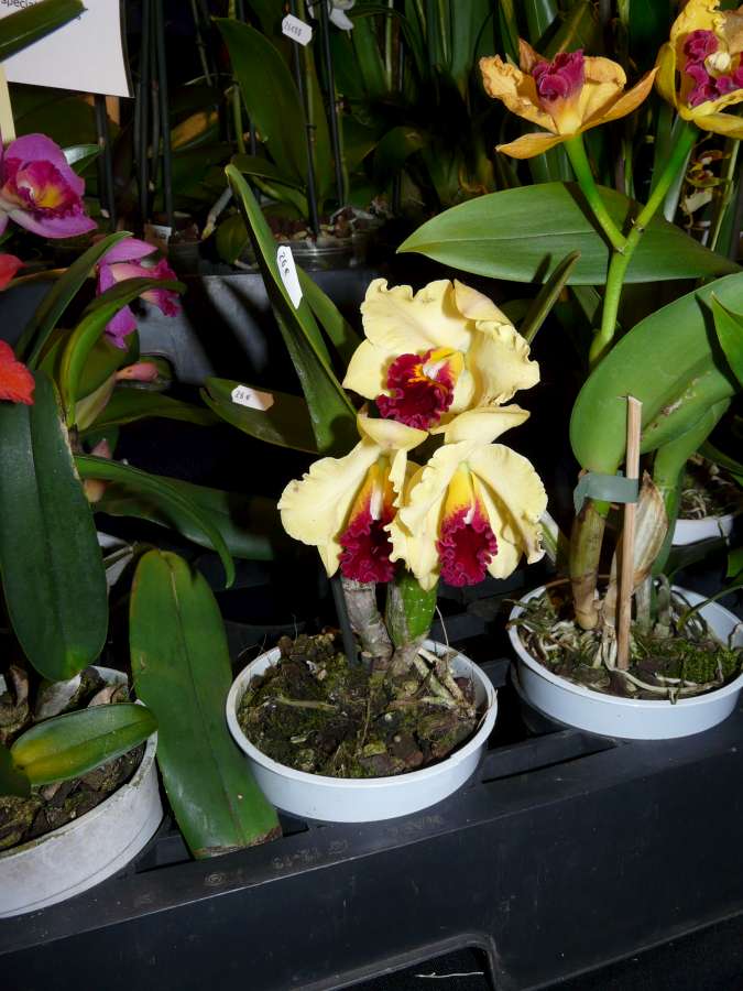 Salon des Orchidées à Eguille 14-15/2 2014 P1080210