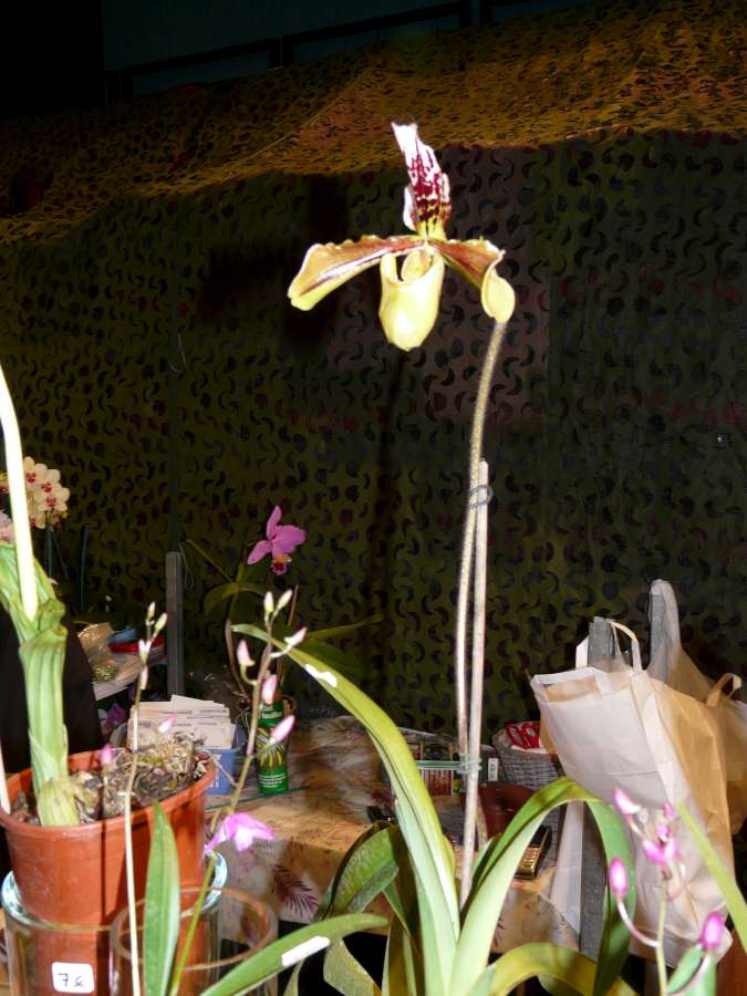 Salon des Orchidées à Eguille 14-15/2 2014 P1080216