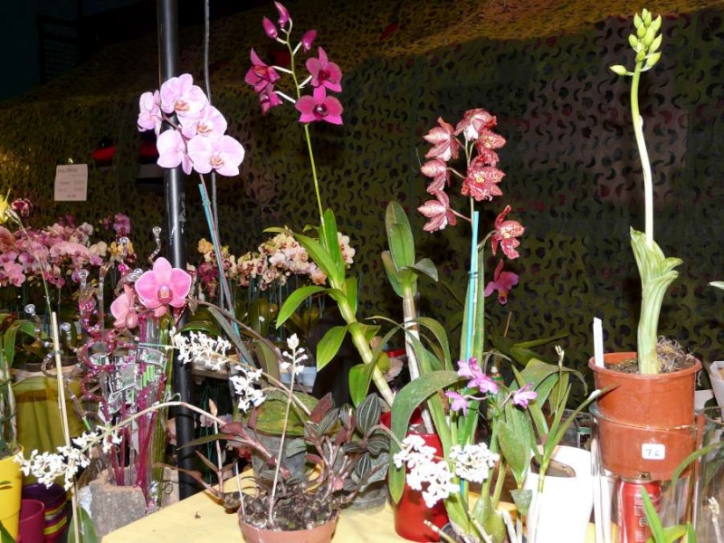 Salon des Orchidées à Eguille 14-15/2 2014 P1080217