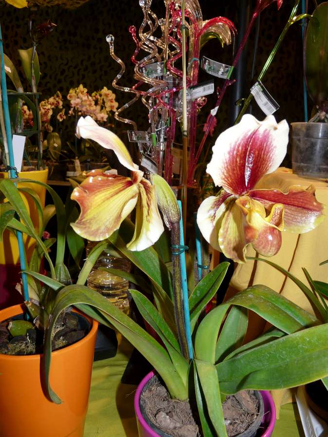 Salon des Orchidées à Eguille 14-15/2 2014 P1080218