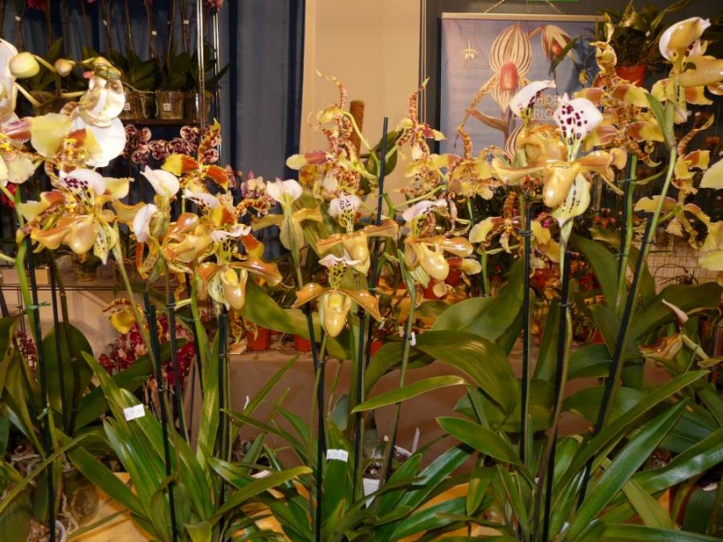 Salon des Orchidées à Eguille 14-15/2 2014 P1080221