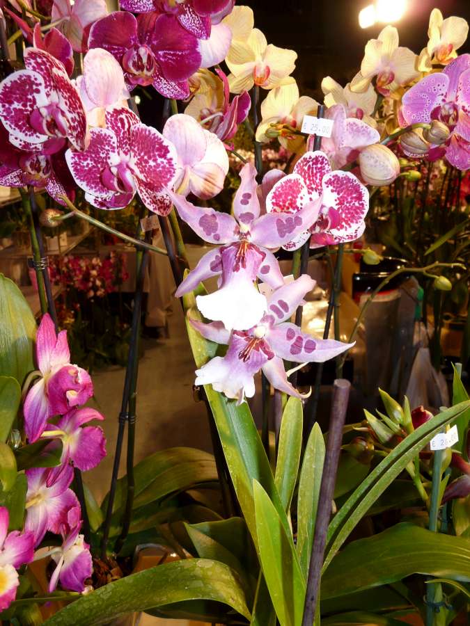 Salon des Orchidées à Eguille 14-15/2 2014 P1080225