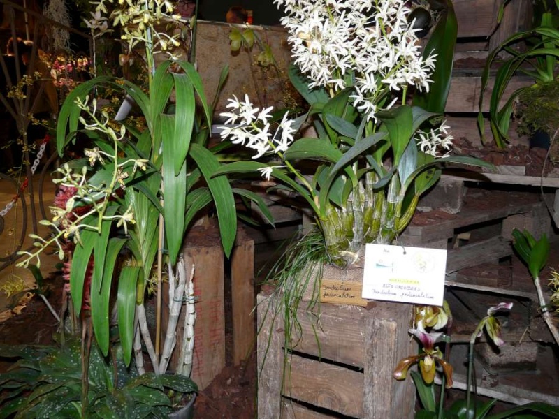 Salon des Orchidées à Eguille 14-15/2 2014 P1080238
