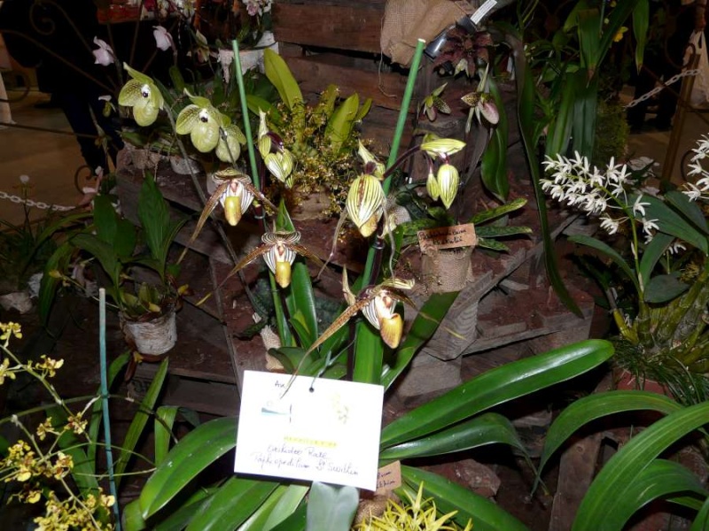 Salon des Orchidées à Eguille 14-15/2 2014 P1080239